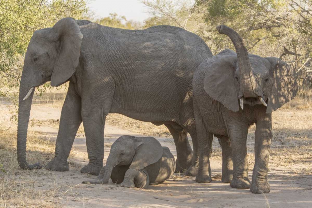 South Africa, Elephants in shade